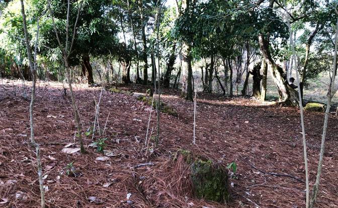 Inversión/Desarrollo en venta Alto Boquete. Foto#8