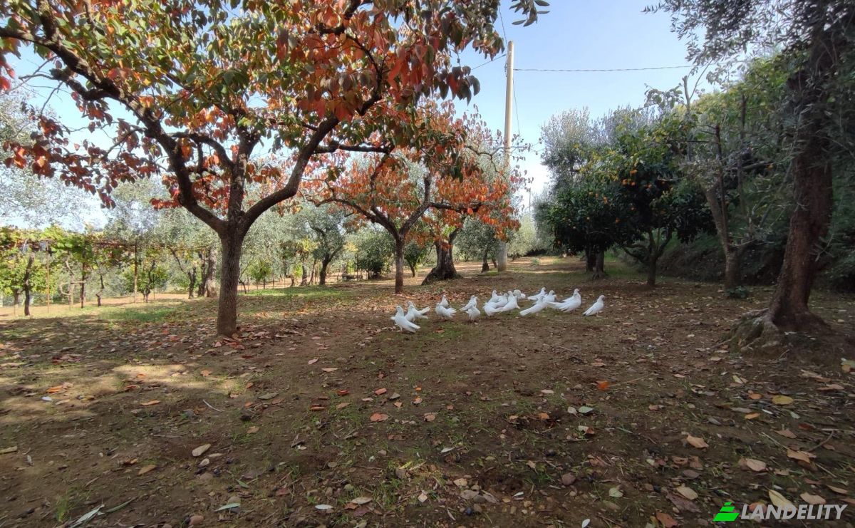 Villa for Sale Contrada Conche, 75010 Miglionico MT, Miglionico, Province of Matera, Basilicata, Italy. Photo 5