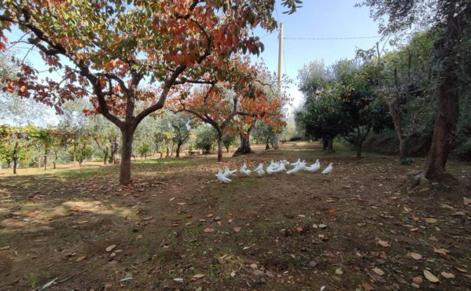 Villa for Sale Contrada Conche. Photo#5