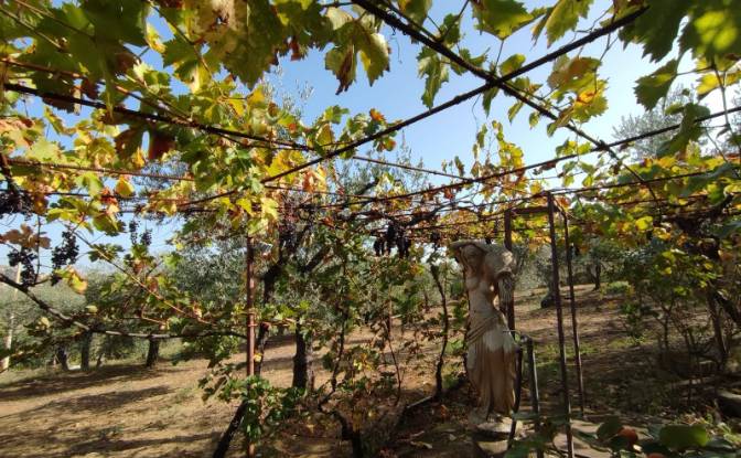 Villa for Sale Contrada Conche. Photo#6