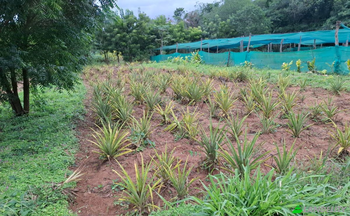 Farm/Ranch for Sale Cerro Cora Canada 090602, Cerro Cora Canada, Escobar, Paraguari Department, Paraguay. Photo 11
