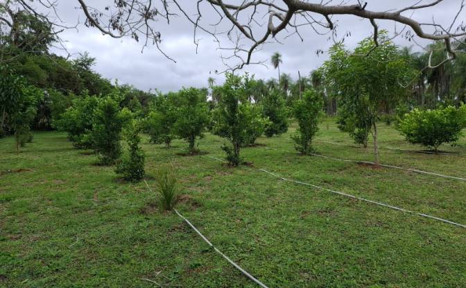 Farm/Ranch for Sale Cerro Cora Canada 090602. Photo#12