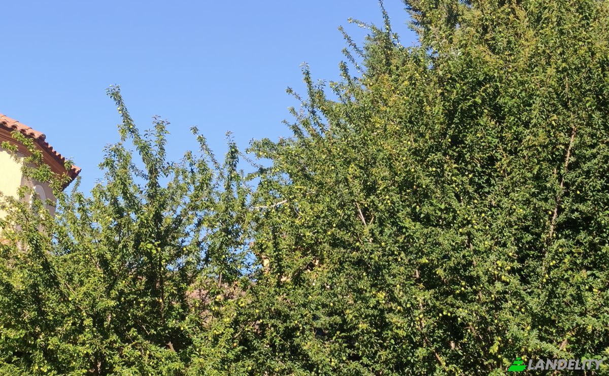 Investing/Development for Sale 5 Chem des Bergeries, 34650 Joncels, Joncels, Herault, Occitanie, France. Photo 2