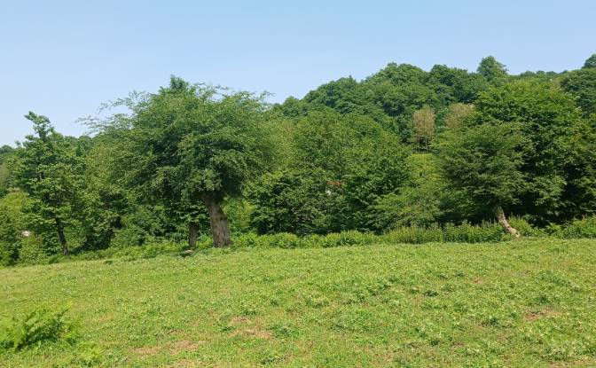 Land Lot for Sale Varand, Sari. Photo#2