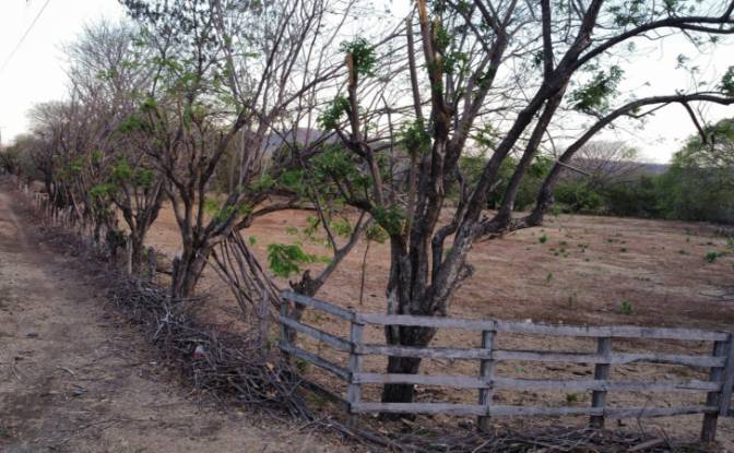 Investing/Development for Sale NIC-62, El Giganton. Photo#6