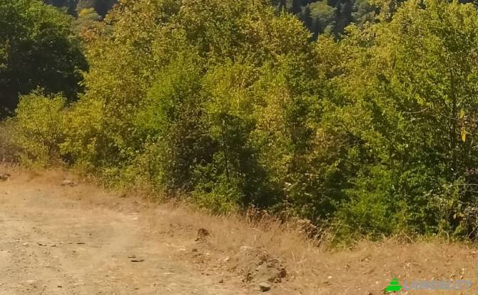 Land Lot for Sale usaxelo gza, Manglisi. Photo#7 Land Lot for Sale usaxelo gza, Manglisi. Photo#7