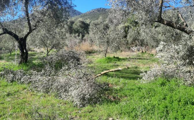 Island for Sale Incirkoy, ova kume evleri no 35 2. Photo#10 Island for Sale Incirkoy, ova kume evleri no 35 2. Photo#10
