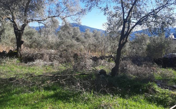 Island for Sale Incirkoy, ova kume evleri no 35 2. Photo#13 Island for Sale Incirkoy, ova kume evleri no 35 2. Photo#13