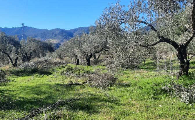 Island for Sale Incirkoy, ova kume evleri no 35 2. Photo#14 Island for Sale Incirkoy, ova kume evleri no 35 2. Photo#14