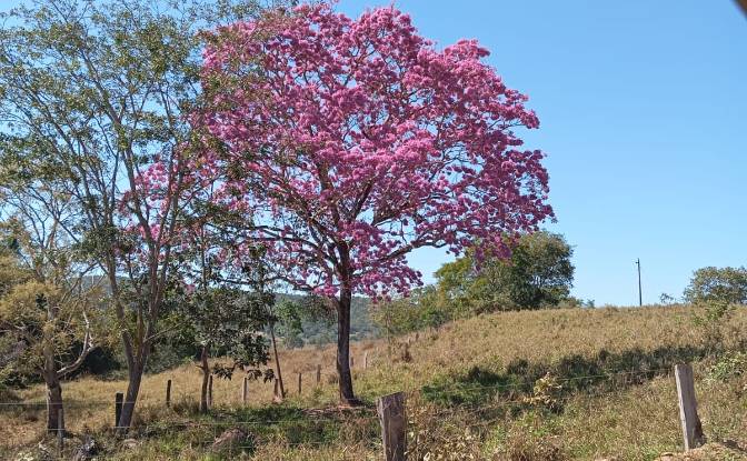 Farm/Ranch for Sale - Uruacu, Brazil
