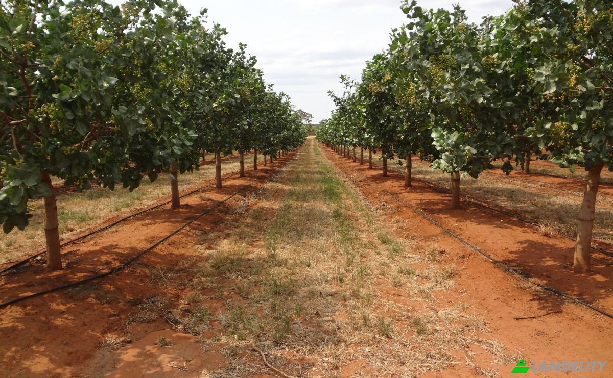 Land Lot for Sale Kileler 415 00, Armenio, Thessalia, Decentralized Administration of Thessaly and Central Greece, Greece. Photo 9