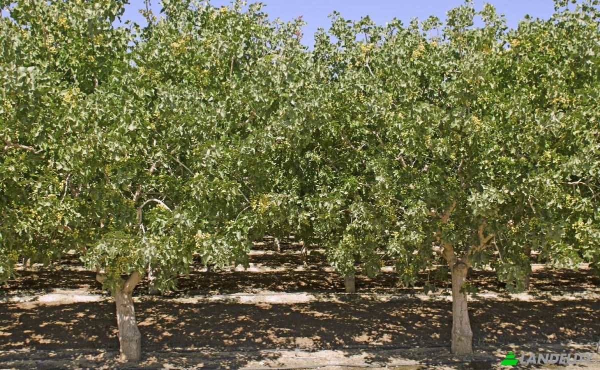 Farm/Ranch for Sale Sotirio 415 00, Sotirio, Thessalia, Decentralized Administration of Thessaly and Central Greece, Greece. Photo 18
