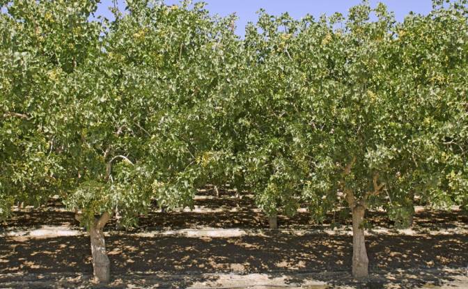 Farm/Ranch for Sale Sotirio 415 00, Sotirio. Photo#18
