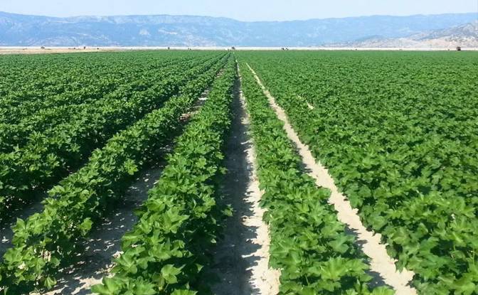 Farm/Ranch for Sale Sotirio 415 00, Sotirio. Photo#14