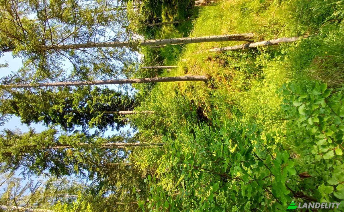 Lote de terreno à venda Str Valea Strajerului, Campulung Moldovenesc, Pojorata, Suceava County, Romania. foto 5