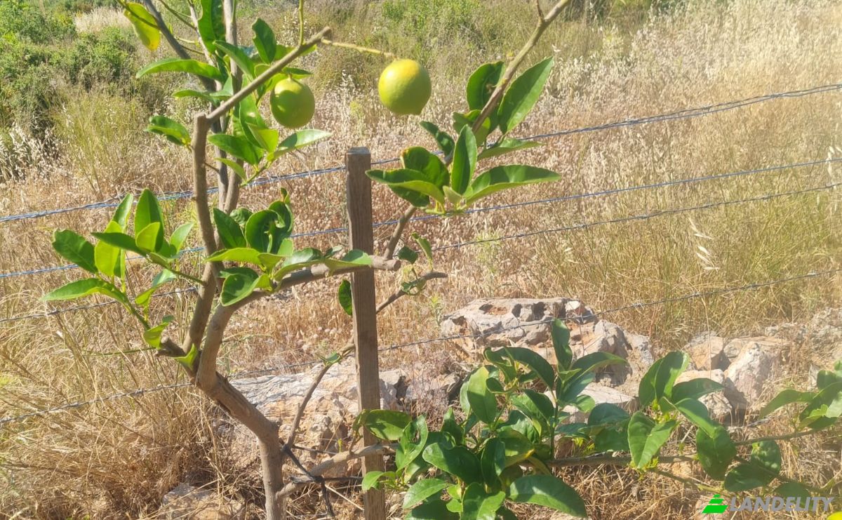 Land Lot for Sale Mazikoy, 48440 Bodrum Mugla, Bodrum Mugla, Bodrum, Mugla, Turkiye. Photo 17