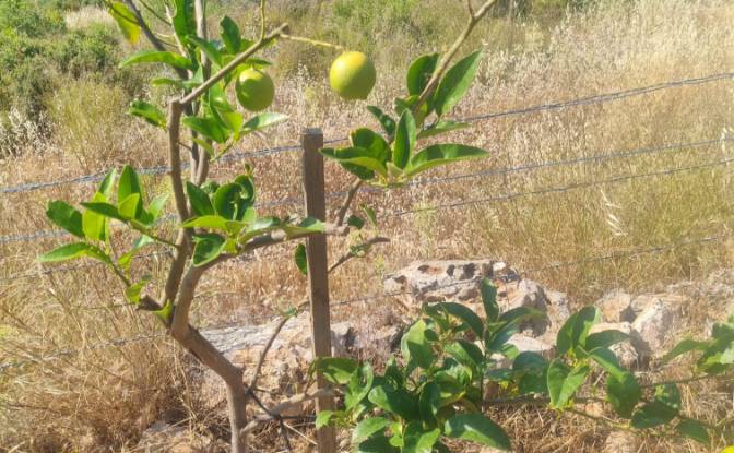 Land Lot for Sale Mazikoy, 48440 Bodrum Mugla. Photo#17