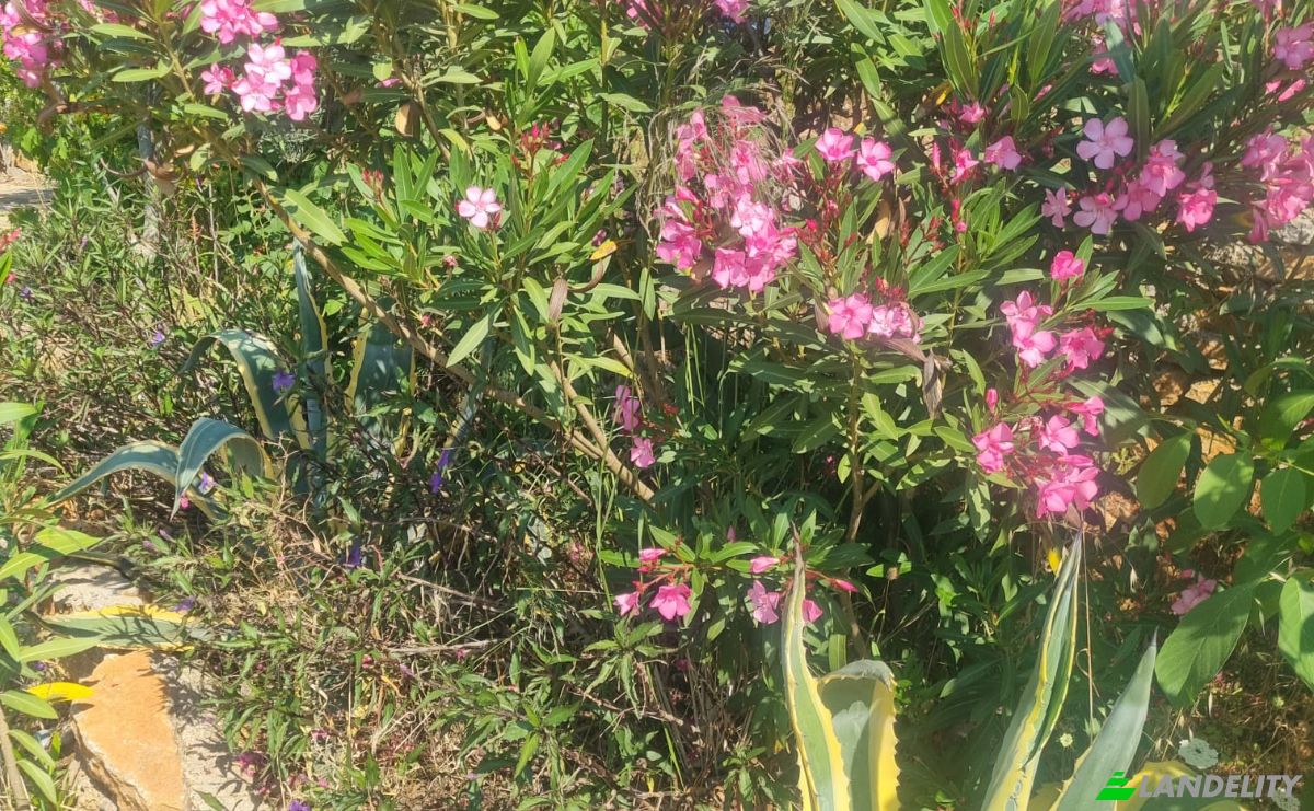 Land Lot for Sale Mazikoy, 48440 Bodrum Mugla, Bodrum Mugla, Bodrum, Mugla, Turkiye. Photo 18