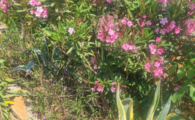 Land Lot for Sale Mazikoy, 48440 Bodrum Mugla. Photo#18