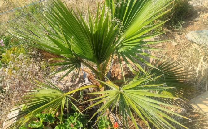Land Lot for Sale Mazikoy, 48440 Bodrum Mugla. Photo#19