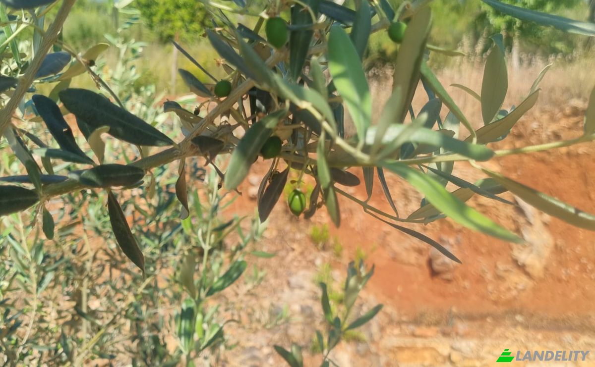 Land Lot for Sale Mazikoy, 48440 Bodrum Mugla, Bodrum Mugla, Bodrum, Mugla, Turkiye. Photo 3