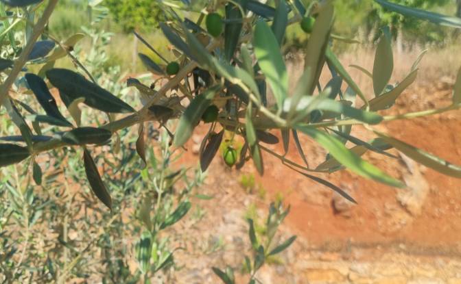Land Lot for Sale Mazikoy, 48440 Bodrum Mugla. Photo#3