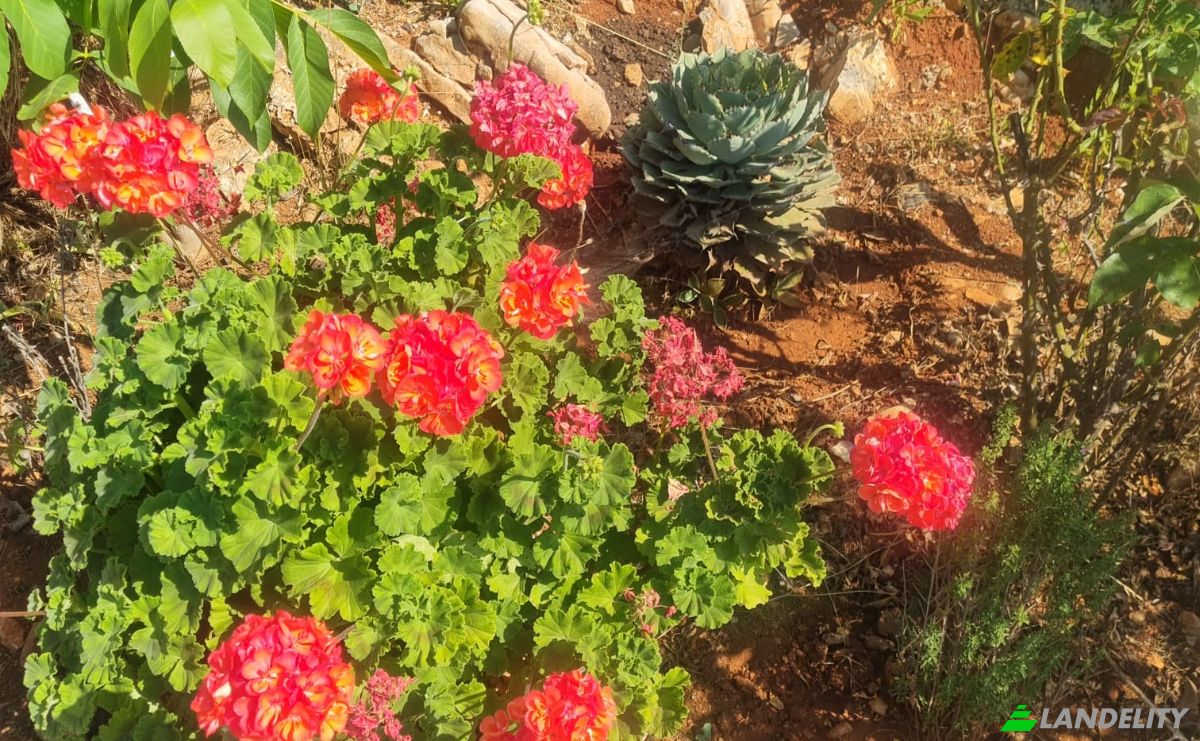 Land Lot for Sale Mazikoy, 48440 Bodrum Mugla, Bodrum Mugla, Bodrum, Mugla, Turkiye. Photo 4