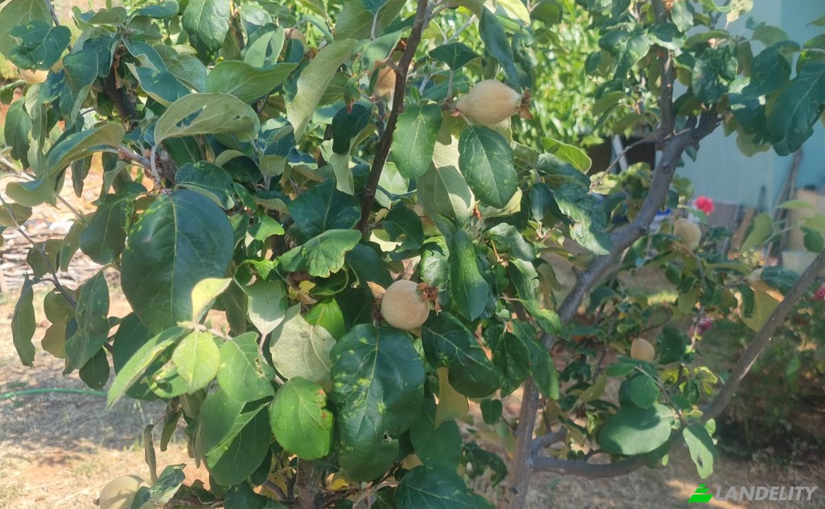 Land Lot for Sale Mazikoy, 48440 Bodrum Mugla, Bodrum Mugla, Bodrum, Mugla, Turkiye. Photo 5
