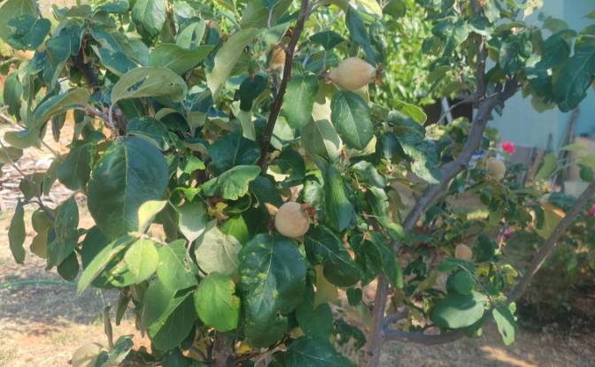 Land Lot for Sale Mazikoy, 48440 Bodrum Mugla. Photo#5