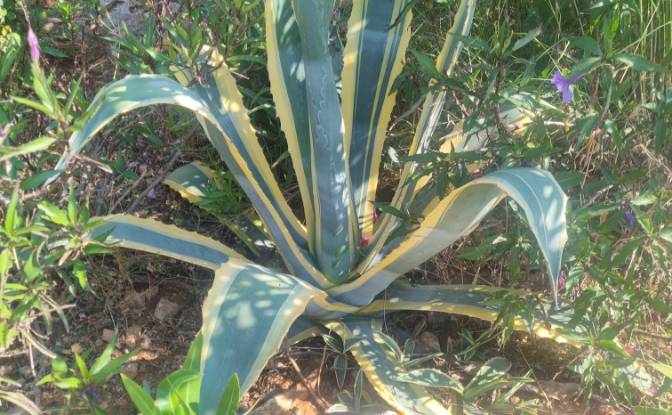 Land Lot for Sale Mazikoy, 48440 Bodrum Mugla. Photo#6