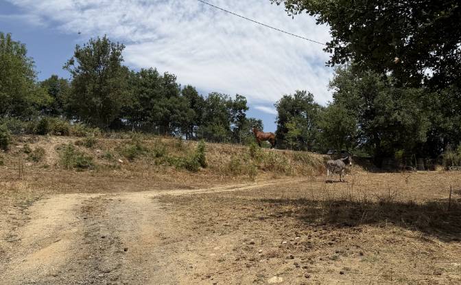 Land Lot for Sale Via Curune, 08020 Gavoi NU. Photo#2 Land Lot for Sale Via Curune, 08020 Gavoi NU. Photo#2