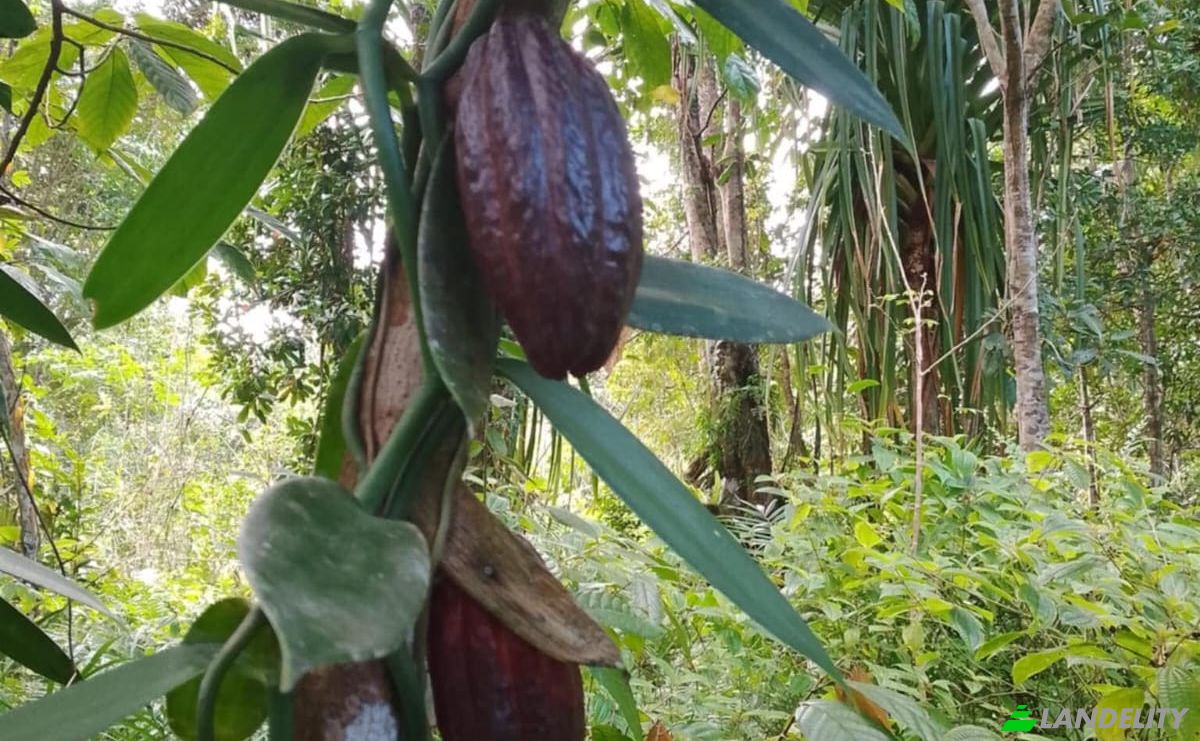 Działka na sprzedaż RN5, Fandrarazana, Soanierana Ivongo, Analanjirofo, Madagascar. Zdjęcie 4