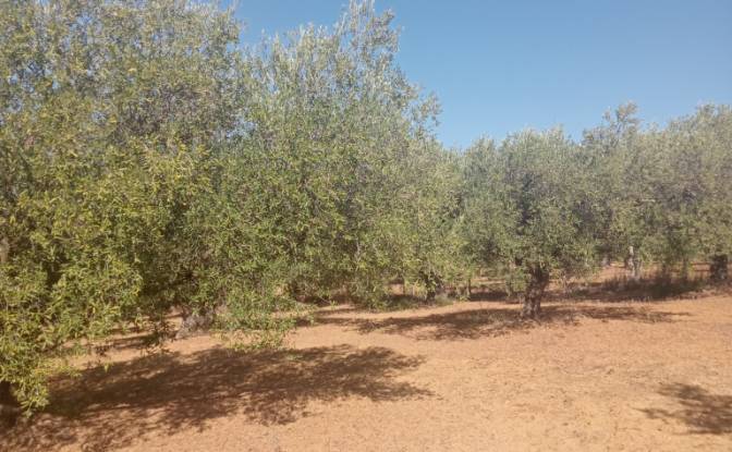 Investing/Development for Rent SP43. Photo#2 Investing/Development for Rent SP43. Photo#2