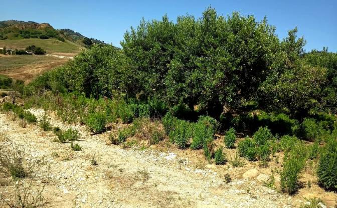Land Lot for Sale 91013 Calatafimi-Segesta TP. Photo#1