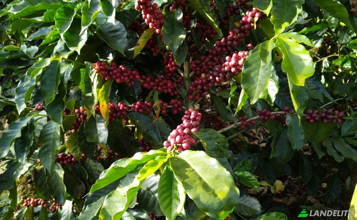 Farm/Ranch for Sale Provincia de Alajuela, Alajuela Province, San Ramon, Costa Rica. Photo 6