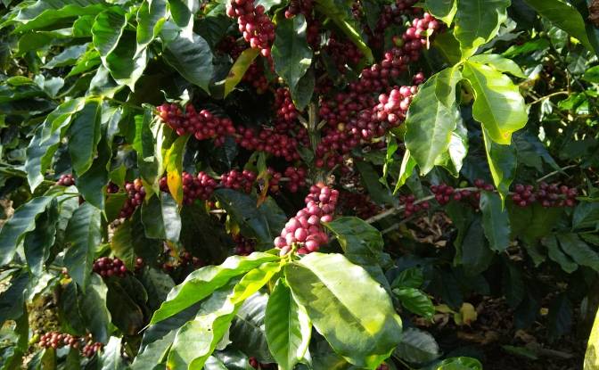 Farm/Ranch for Sale Provincia de Alajuela. Photo#6 Farm/Ranch for Sale Provincia de Alajuela. Photo#6