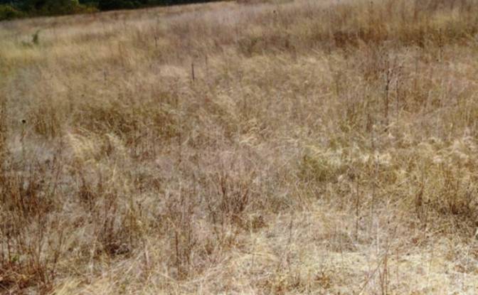 Land Lot for Sale 8239 Burgas, Banya, Nesebar. Photo#1