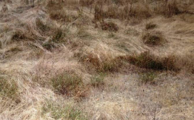 Land Lot for Sale 8239 Burgas, Banya, Nesebar. Photo#2