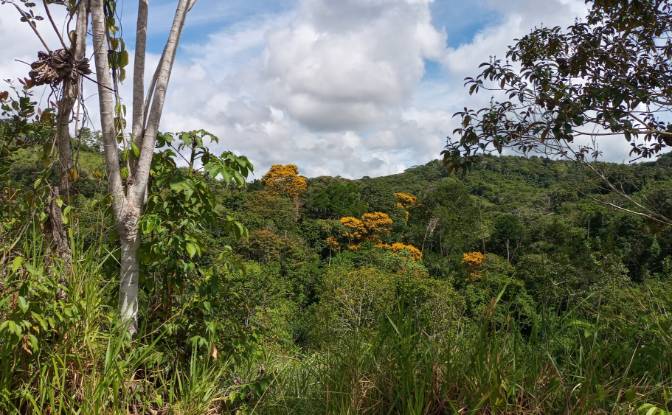Farm/Ranch for Sale Taboquinhas, Itacare, Bahia. Photo#9