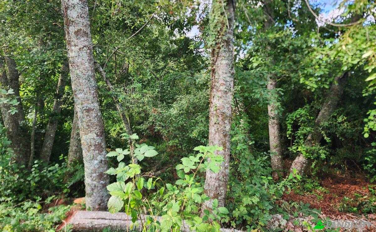 Land Lot for Sale Calle Linea Ferrea 100, Panguipulli, Valdivia Province, Los Rios, Chile. Photo 5
