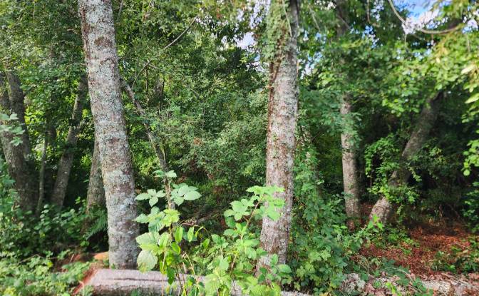 Land Lot for Sale Calle Linea Ferrea 100. Photo#5
