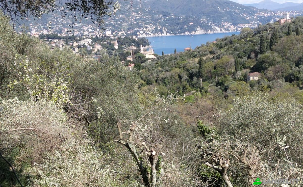 Villa for Sale V Costasecca, 16038 Santa Margherita Ligure GE, Santa Margherita Ligure, Metropolitan City of Genoa, Liguria, Italy. Photo 3