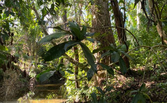 Land Lot for Sale - Valley of Peace, Belize