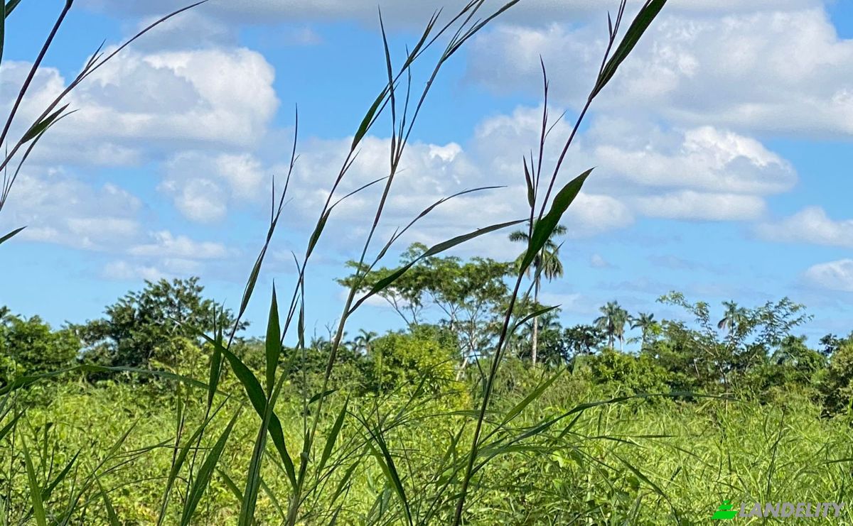 Land Lot for Sale Valley of Peace, Cayo District, Belize. Photo 2