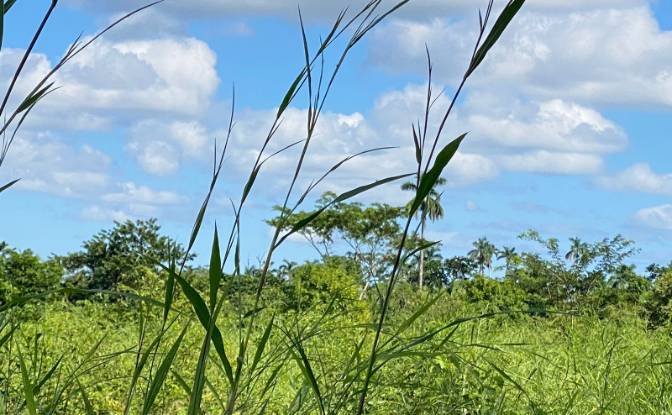 Land Lot for Sale Valley of Peace, Cayo District. Photo#2