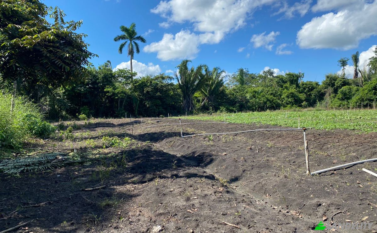 Land Lot for Sale Valley of Peace, Cayo District, Belize. Photo 5