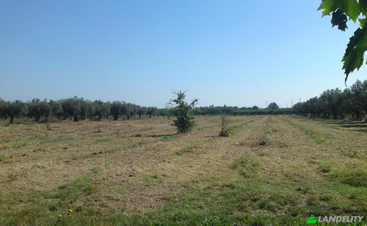 Land Lot for Rent Contrada Scalzino, 66020 Rocca San Giovanni CH, Rocca San Giovanni, Province of Chieti, Abruzzo, Italy. Photo 1