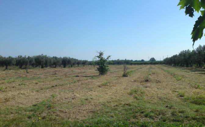 Land Lot for Rent Contrada Scalzino. Photo#1