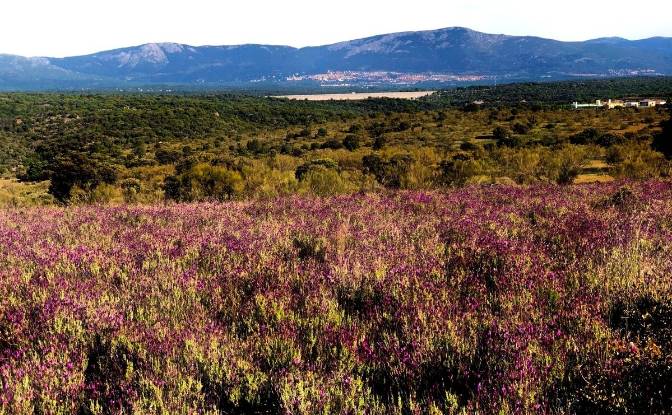 Land Lot for Sale Vereda del Madronal, Colmenarejo. Photo#6 Land Lot for Sale Vereda del Madronal, Colmenarejo. Photo#6