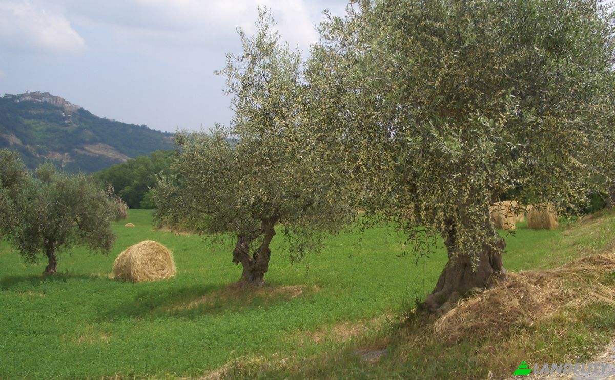 Land Lot for Sale 64034 Castiglione Messer Raimondo TE, Castiglione Messer Raimondo, Province of Teramo, Abruzzo, Italy. Photo 3